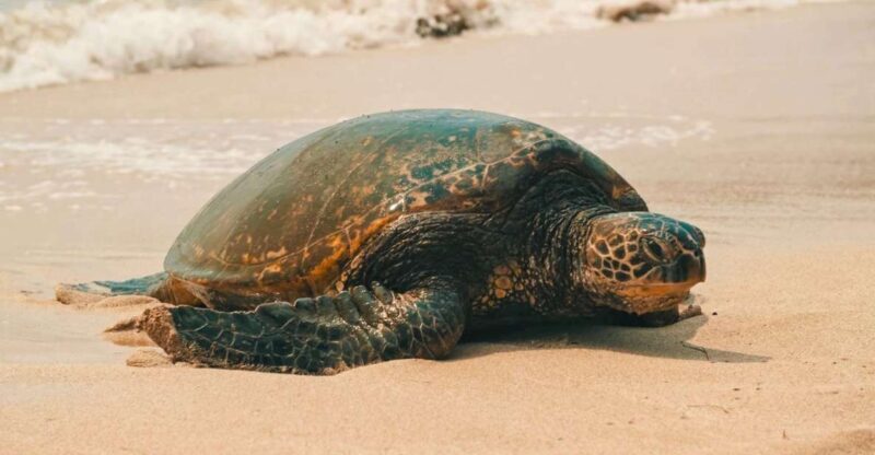 Oahu Circle Island Tour - Best Spots & Beaches - Why This Tour Works