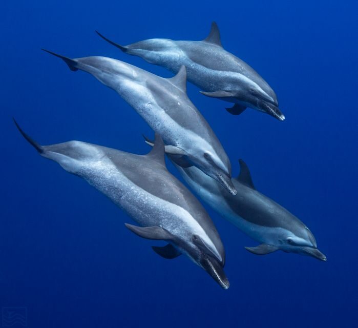 Oahu: Dolphin Swim and Turtle Snorkel Excursion in Waianae - A Detailed Look at the Experience