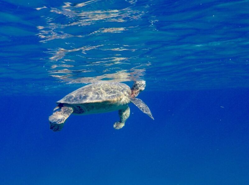 Oahu: Dolphin Swim and Turtle Snorkel Excursion in Waianae - FAQs