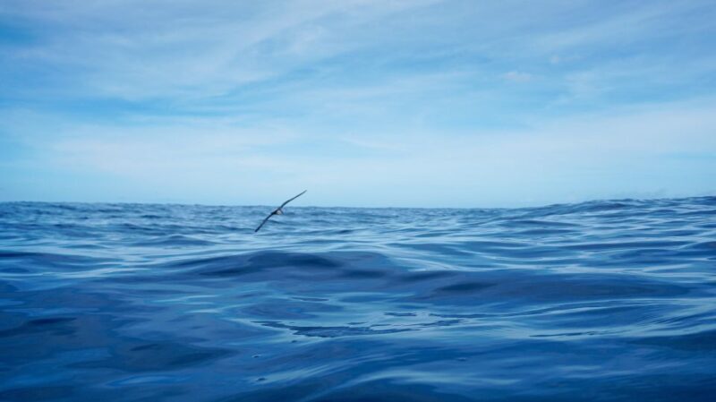 Oahu Dolphin Watch, Turtle Snorkel, Waterslide Activities - Exploring the Itinerary: Step by Step