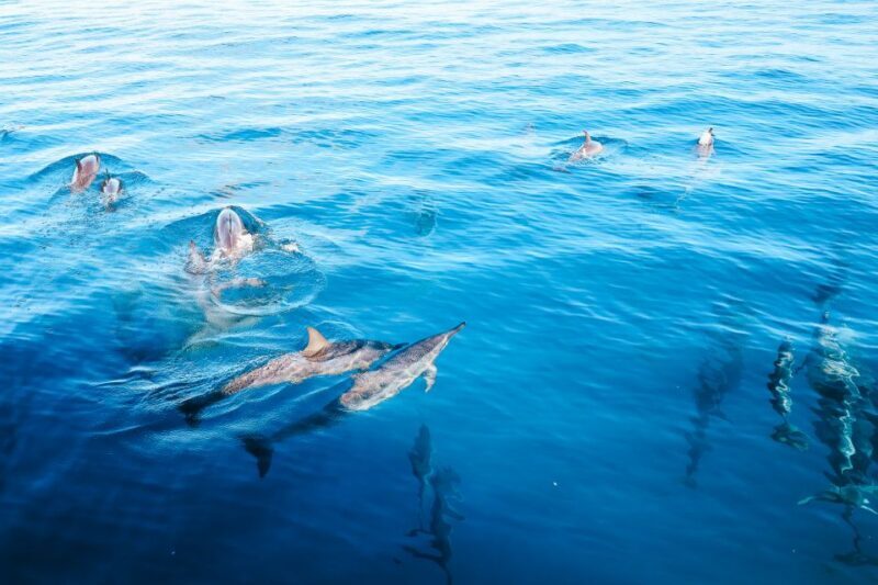 Oahu Dolphin Watch, Turtle Snorkel, Waterslide Activities - Oahu Dolphin Watch, Turtle Snorkel, Waterslide Activities: An In-Depth Review