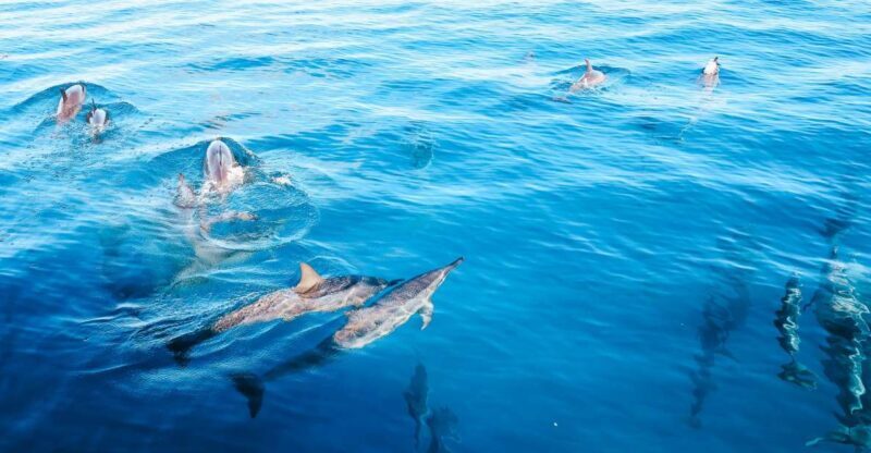 Oahu Dolphin Watch, Turtle Snorkel, Waterslide Activities - Key Points