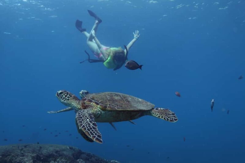 Oahu: Dolphin Watching & Turtle Snorkeling with Waterslide - Who Should Consider This Tour?