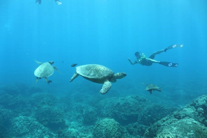 Oahu: Dolphin Watching & Turtle Snorkeling with Waterslide - Final Thoughts