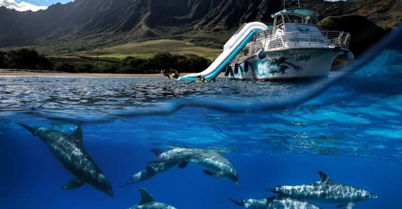 Oahu: Dolphin Watching & Turtle Snorkeling with Waterslide - An In-Depth Look at the Experience