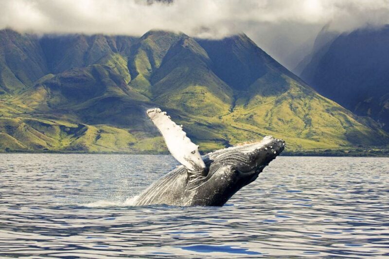 Oahu: Eco-Friendly West Coast Whale Watching Cruise - What to Expect on Your Whale Watching Adventure