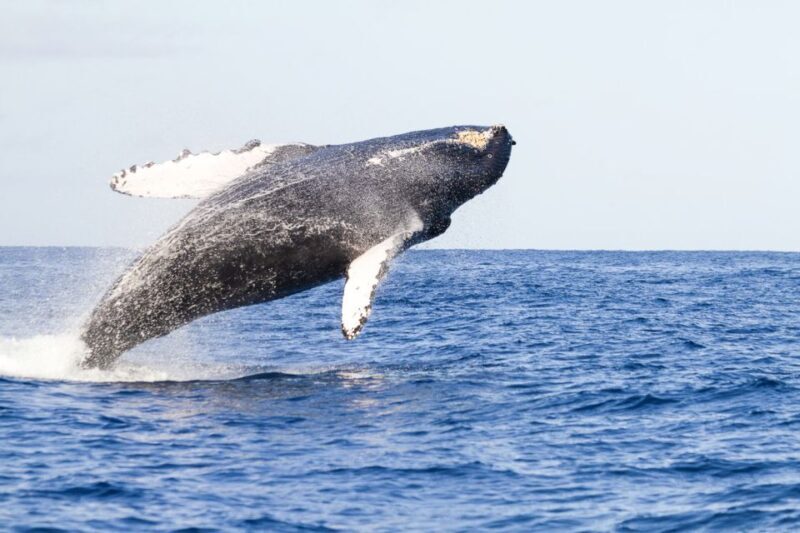 Oahu: Eco-Friendly West Coast Whale Watching Cruise - Authentic Experiences and Tips from Reviews
