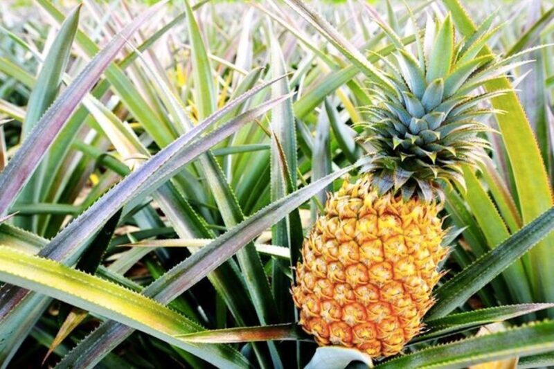 Oahu: Guided Tour of North Shore and Waimea Botanical Garden - Waimea Botanical Garden and Waterfall Hike