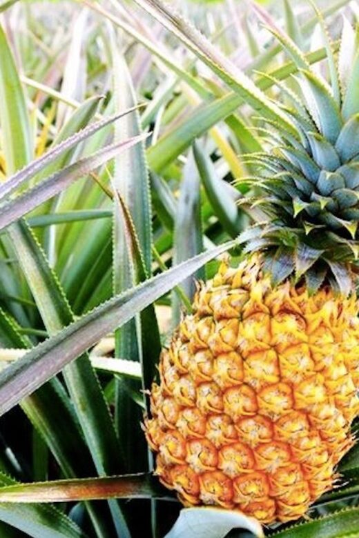 Oahu: Guided Tour of North Shore and Waimea Botanical Garden - Tasting Local Flavors and Dole Whip