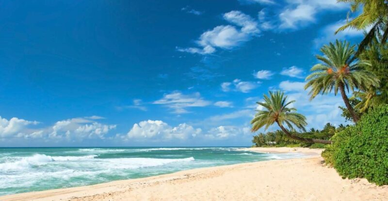 Oahu: Guided Tour of North Shore and Waimea Botanical Garden - Who Will Love This Tour?