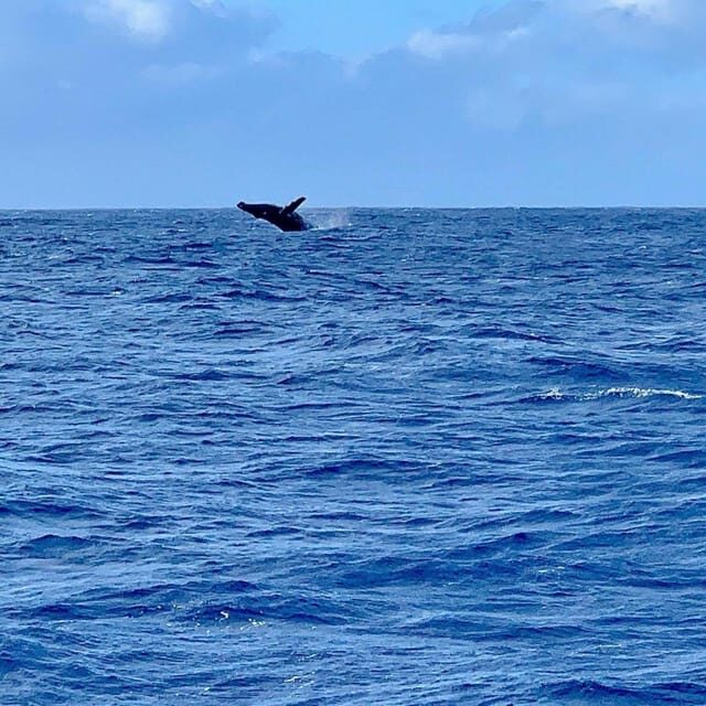 Oahu Hawaii: Honolulu Sailing Tour - Who Will Love This Tour?