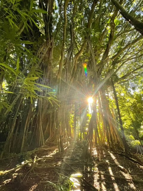 Oahu: Hidden Hawaii Waterfall Hike and Beach Tour - In-Depth Breakdown of the Experience