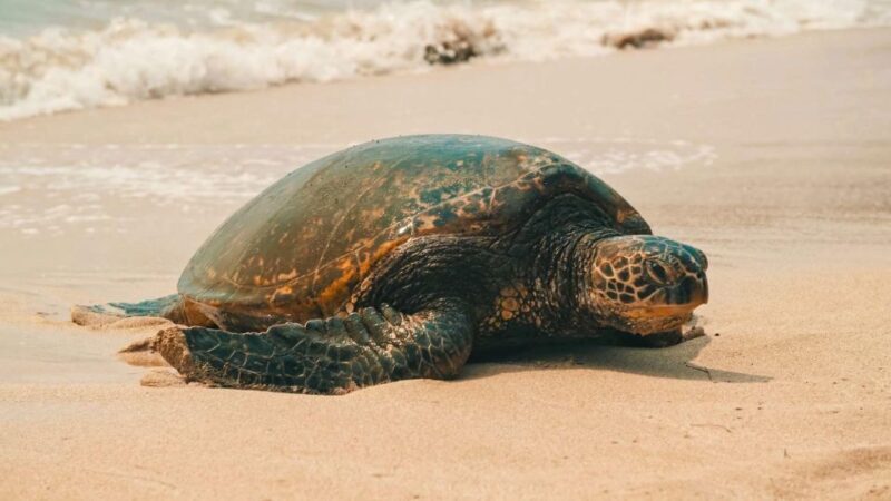 Oahu: Highlights of Oahu Small Group Tour - A Deep Dive into the Tour Experience
