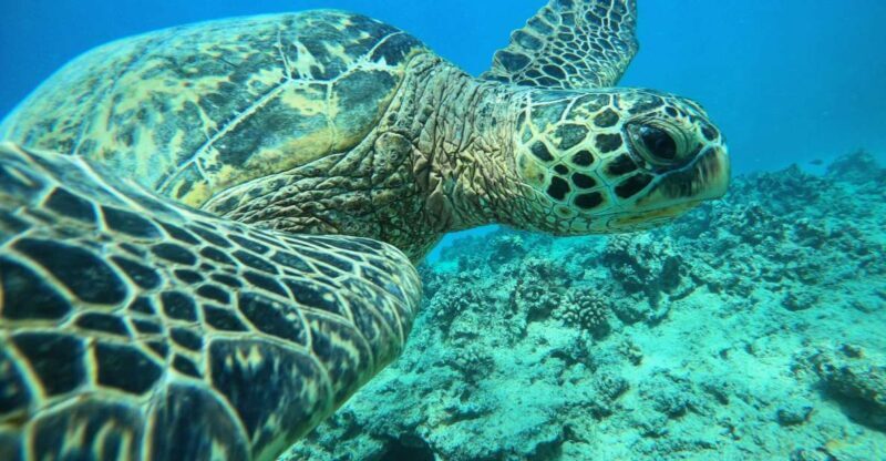 Oahu: Honolulu Turtle Canyon Snorkeling Tour - Key Points