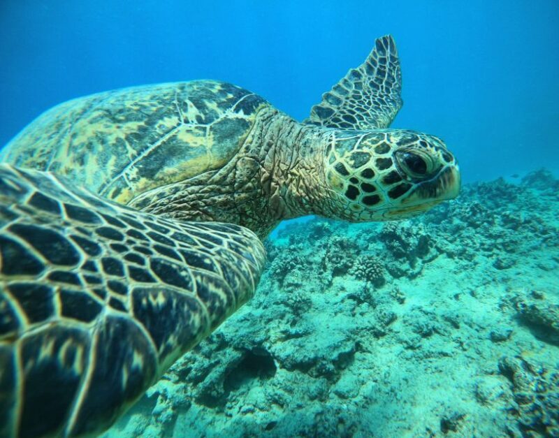 Oahu: Honolulu Turtle Canyon Snorkeling Tour - An In-Depth Look at the Honolulu Turtle Canyon Snorkeling Tour