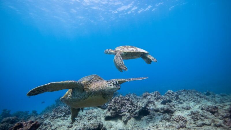 Oahu: Honolulu Turtle Canyon Snorkeling Tour - The Experience in Detail: What to Expect