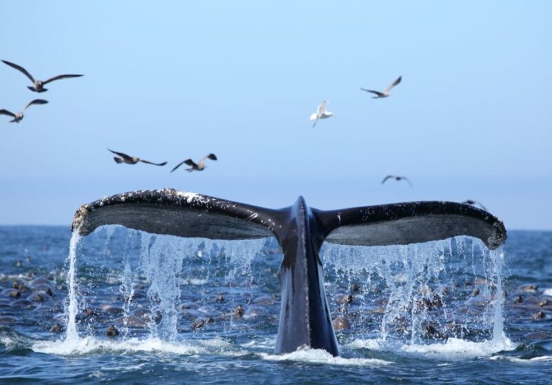 Oahu: Honolulu Whale Watching Cruise - The Experience on the Water