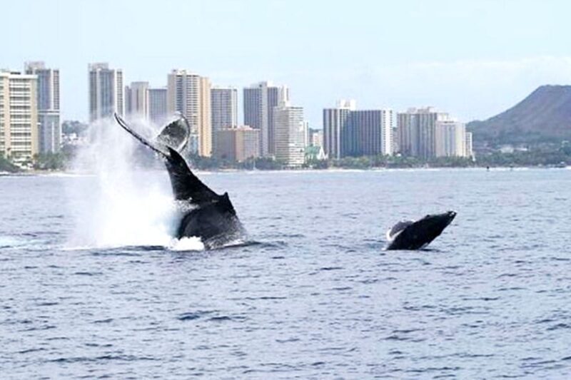 Oahu: Honolulu Whale Watching Cruise - Is It Good Value?
