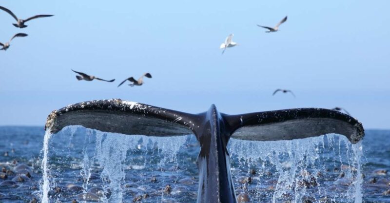 Oahu: Honolulu Whale Watching Cruise - Additional Tips