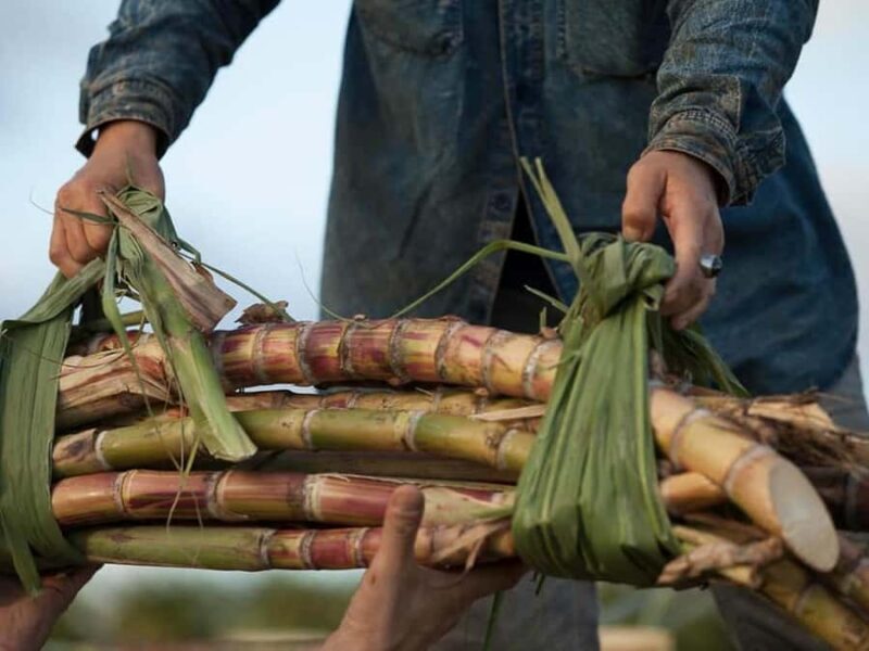 Oahu: K Hana Agricole Rum Distillery Tour and Tasting - What to Expect from the K Hana Agricole Rum Tour