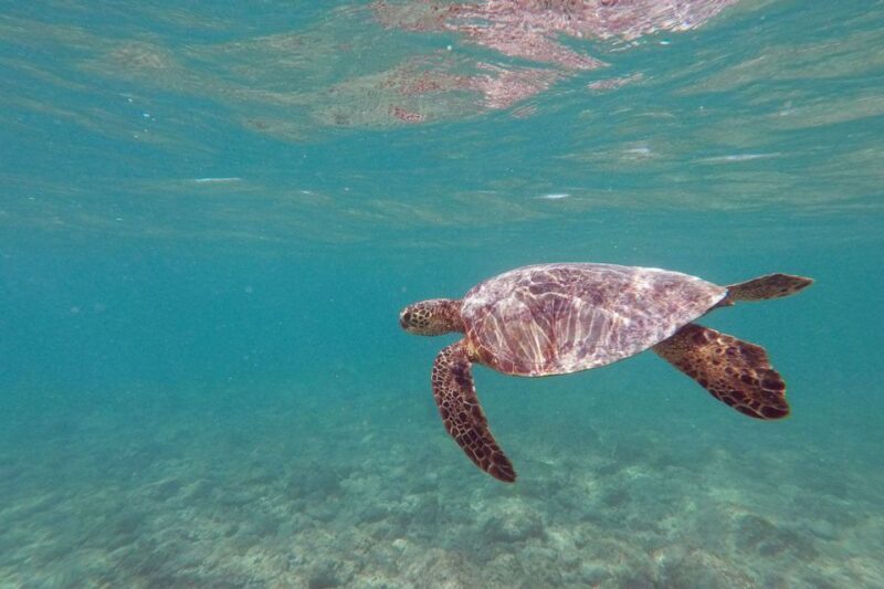 Oahu: Kailua Guided Kayak Excursion with Lunch - Authentic Insights from Reviewers