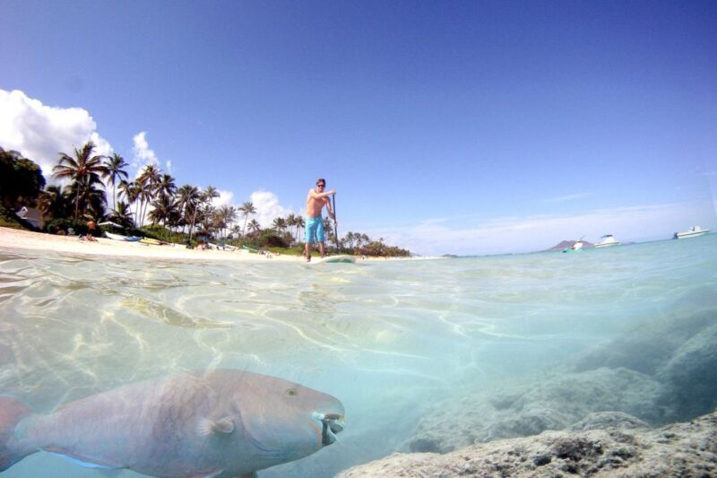Oahu: Kailua Stand Up Paddle Board Lesson - Key Points