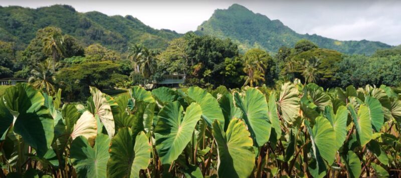 Oahu: Kualoa Farm and Secret Island Tour by Trolley - Value and Practicality