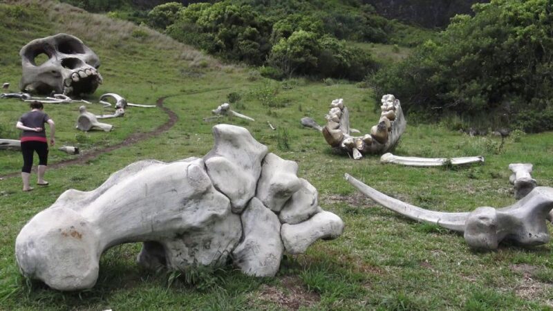 Oahu: Kualoa Movie Sites, Jungle, and Buffet Tour Package - Summary