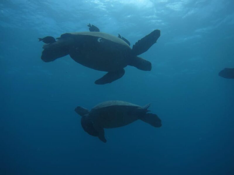 Oahu: Luxury Day Sailboat Charter - Frequently Asked Questions