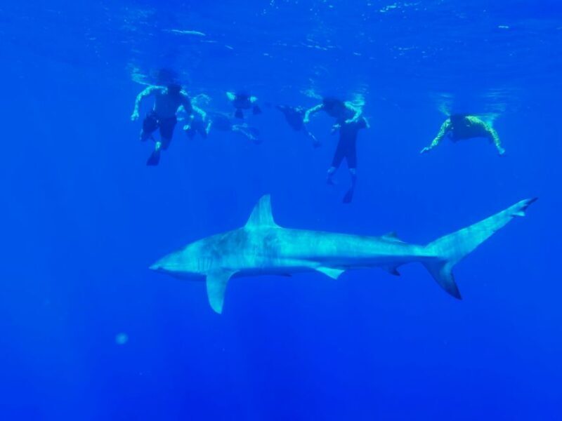 Oahu: North Shore Cageless Shark Snorkeling Tour - In-Depth Review of the Oahu North Shore Cageless Shark Snorkeling Tour
