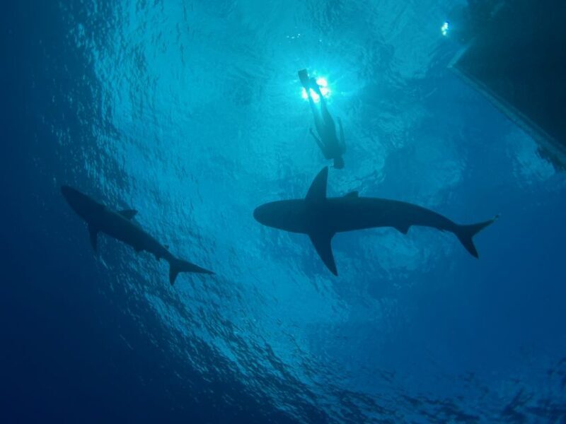 Oahu: North Shore Cageless Shark Snorkeling Tour - Final Thoughts