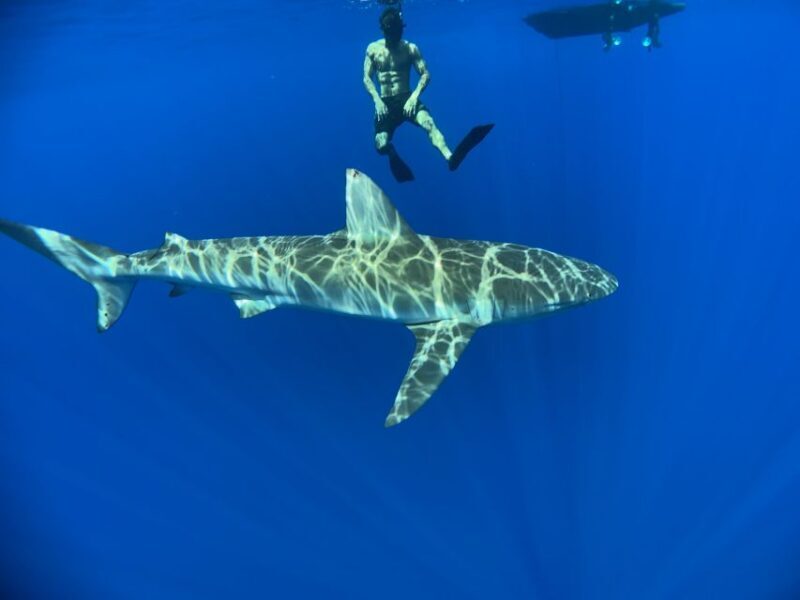 Oahu: North Shore Cageless Shark Snorkeling Tour - FAQs