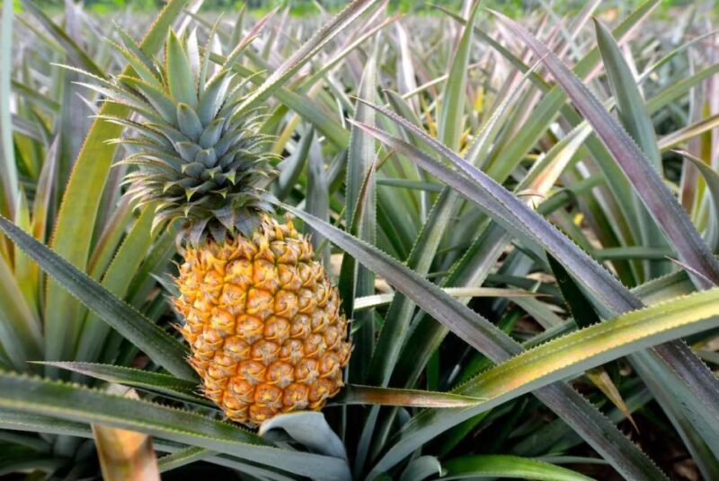 Oahu: North Shore Dole Pineapple Farm Tour - Final Thoughts