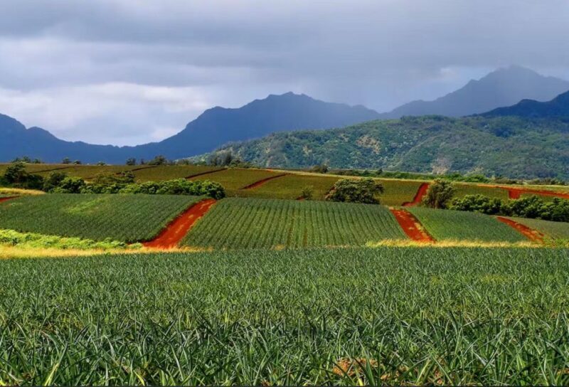 Oahu: North Shore Dole Pineapple Farm Tour - FAQ
