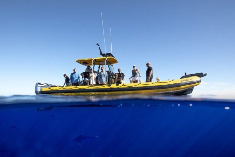 Oahu: North Shore Marine Life Tour from Haleiwa - Why the Experience Stands Out