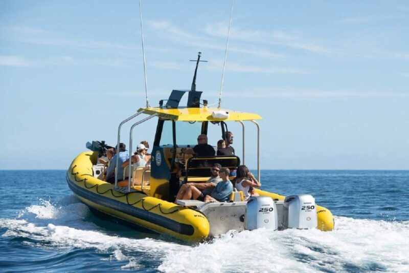Oahu: North Shore Marine Life Tour from Haleiwa - Analyzing the Value