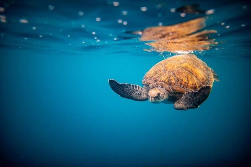 Oahu: North Shore Snorkeling Tour from Haleiwa - Practical Tips for Travelers