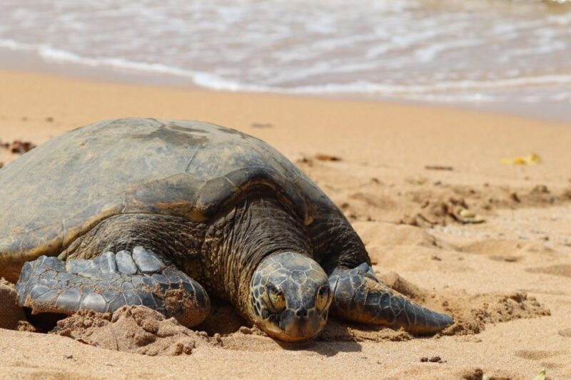 Oahu: Oahu Ultimate Grand Circle Island Tour - What You Can Expect from this Full-Day Tour