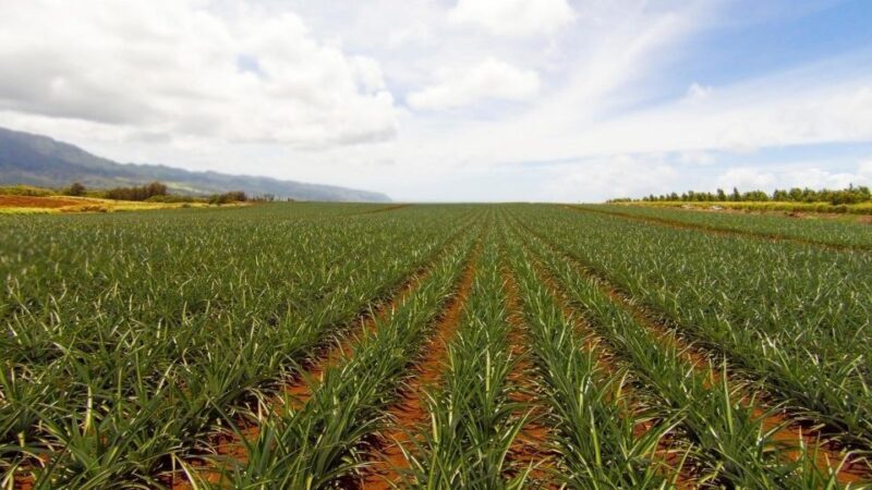 Oahu: Private Custom Island Tour - FAQ