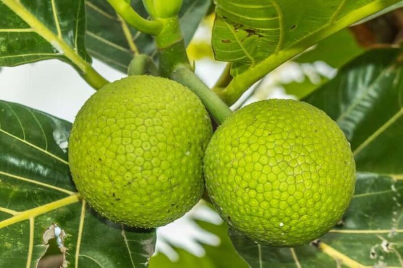 Oahu: Private custom tour with a local guide - Practical Details