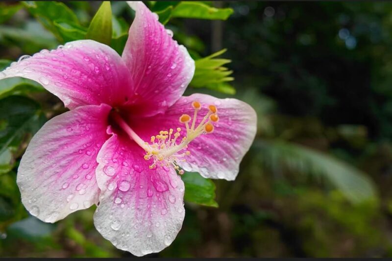 Oahu: Private Tour-North Shore feat. Waimea Falls - Food and Local Flavors