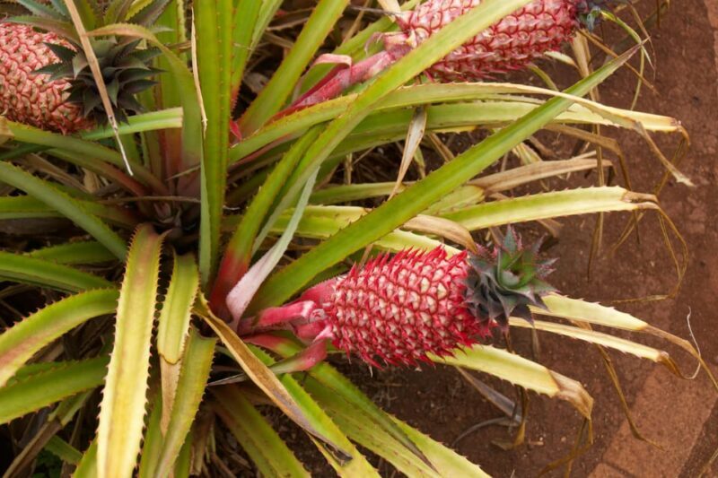 Oahu: Private Tour-North Shore feat. Waimea Falls - Additional Comforts and Extras