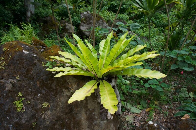 Oahu: Private Tour-North Shore feat. Waimea Falls - An In-Depth Look at the North Shore Private Tour