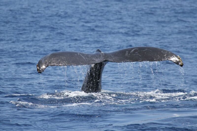 Oahu: Seasonal Whale Watch Cruise - Key Points