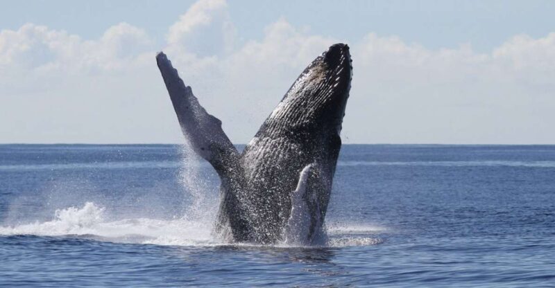 Oahu: Seasonal Whale Watch Cruise - A Closer Look at the Experience