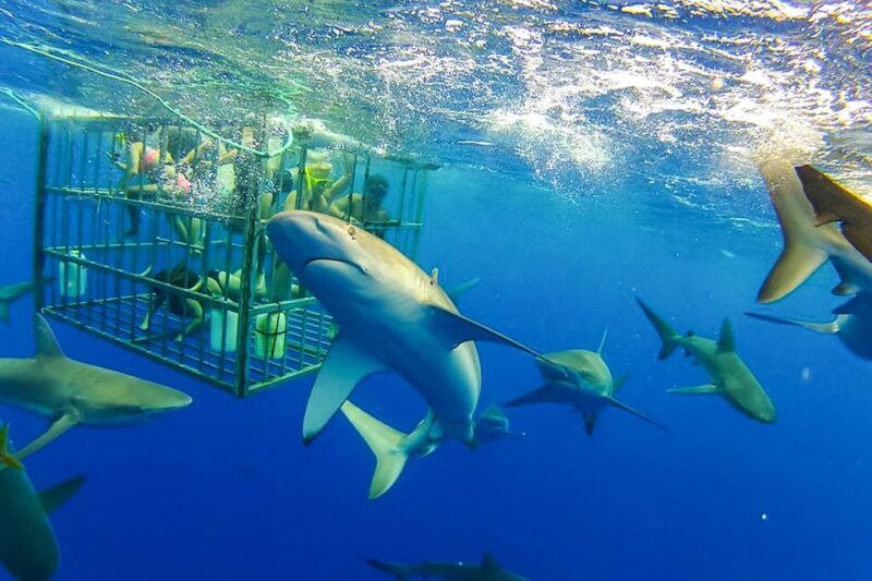 Oahu: Shark Cage Dive on the North Shore - The Itinerary and What You Can Expect