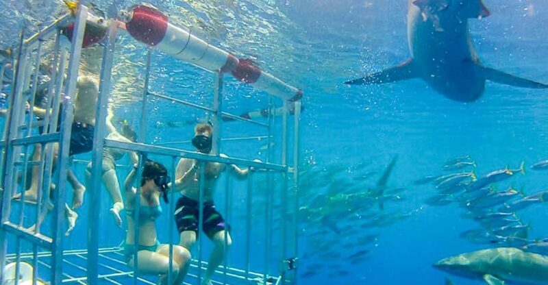 Oahu: Shark Cage Dive on the North Shore - Is it Worth the Price?