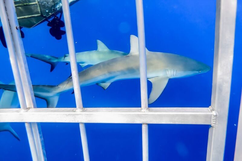 Oahu: Shark Cage Dive on the North Shore - Considerations and Potential Drawbacks