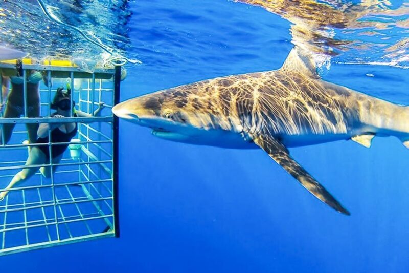 Oahu: Shark Cage Dive on the North Shore - Final Thoughts