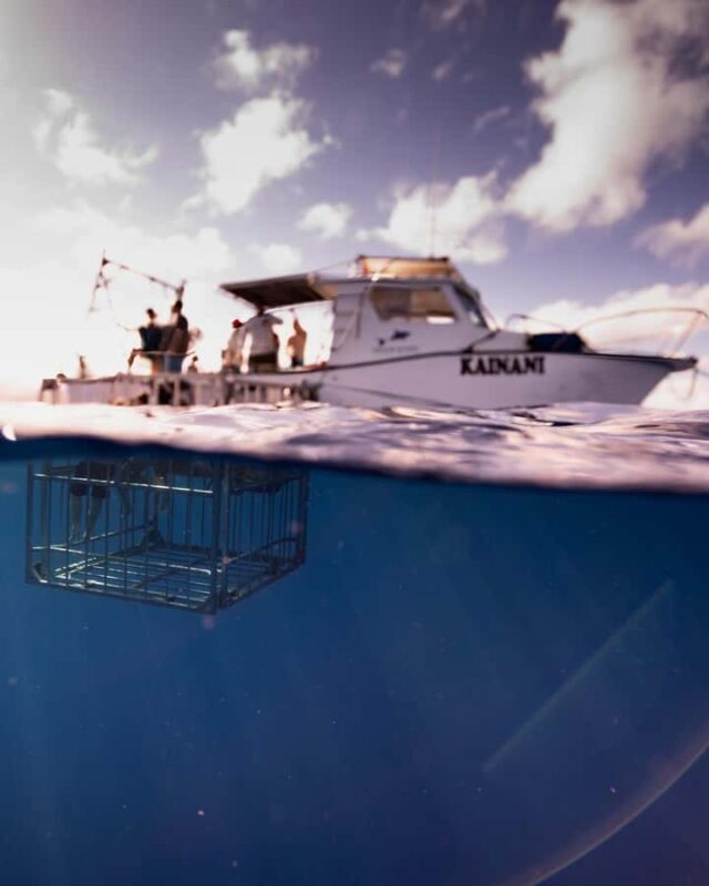 Oahu: Shark Cage Diving Experience - Key Points